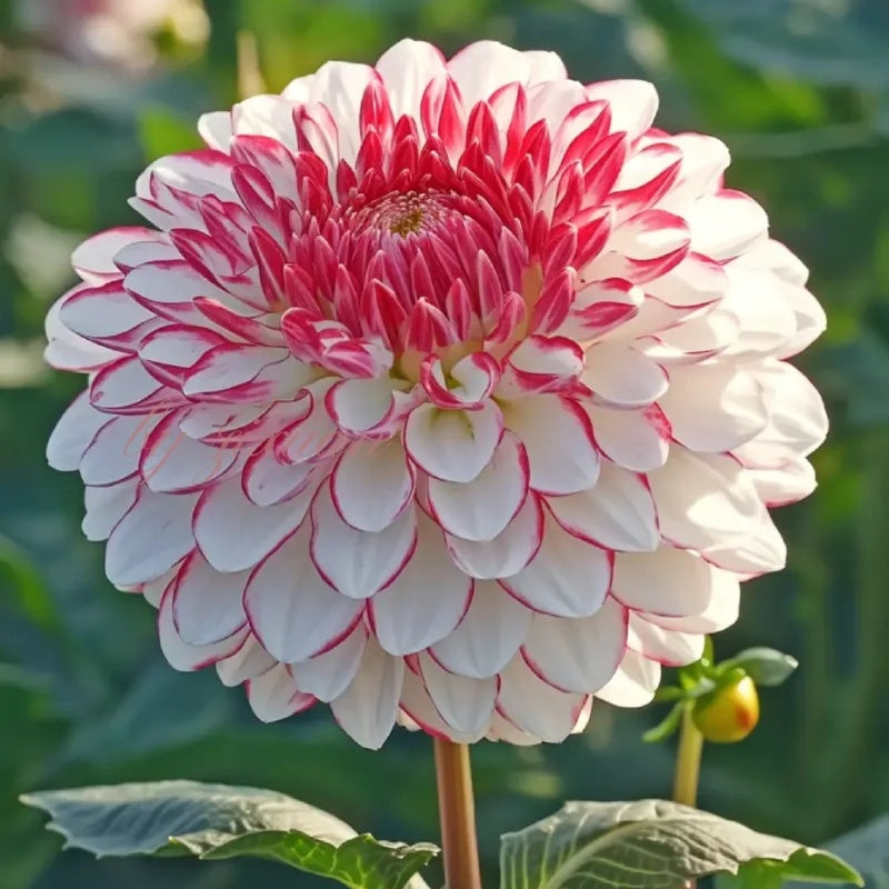 🌸Dalias dobles raras: flores únicas que nunca se encuentran en jardines comunes-ES
