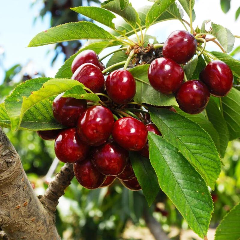 🍒 (Naujas derlius) Saldžiųjų vyšnių sėklos 🌿Iš anksto paruoštos dideliam daigumui (99 % daigumas)-LT