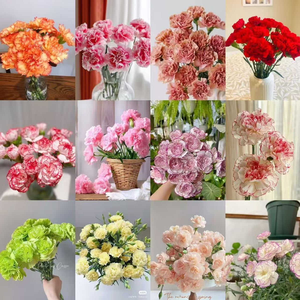 Kvapnus sodo žavesys – auginkite klasikinius gvazdikus, kurie daro įspūdį kiekvieną sezoną🌺-LT