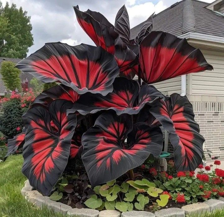 Bulbos de Alocasia Zafiro del Norte - Gigantes🍃 Transforma tu espacio con majestuosidad tropical-ES