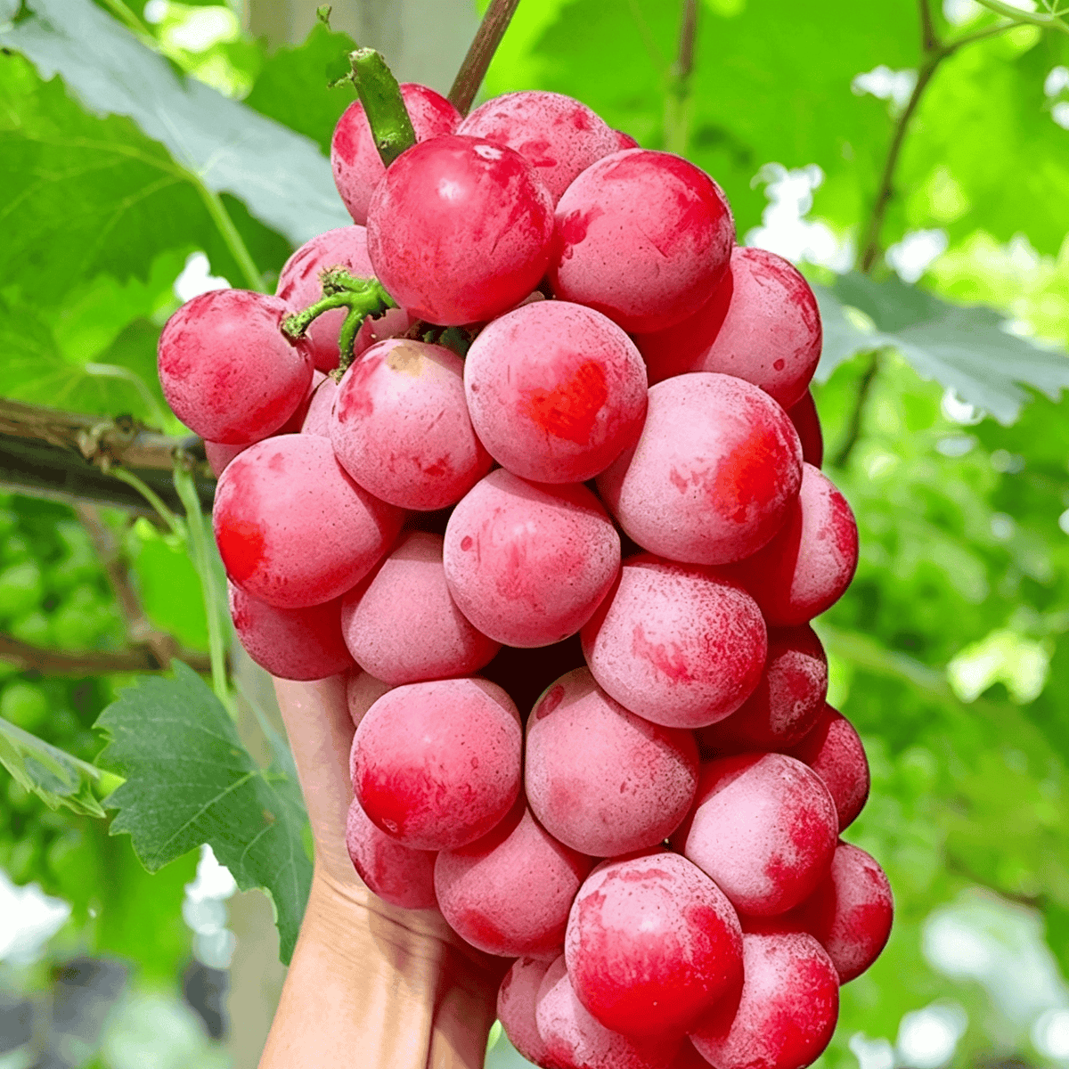 Omejena nova sorta – grozdna semena Queen Nina za sladke, sočne vrtne letine 🍇-SI