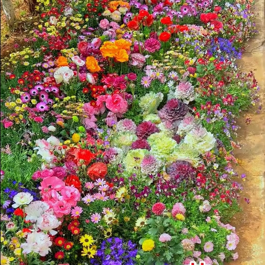 🔥💝Una selección de 40 semillas de plantas perennes de alta calidad, adecuadas para la siembra de otoño.-ES