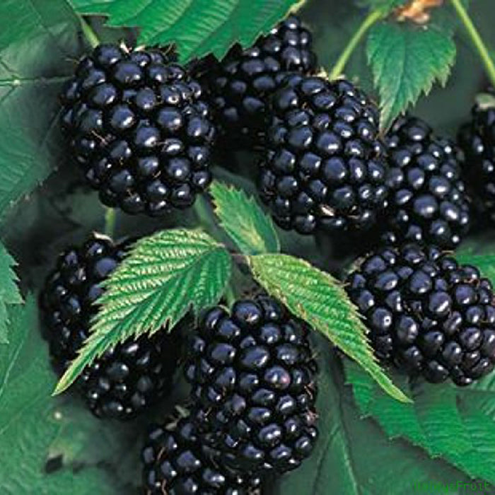 Velikanska semena črne maline-SI