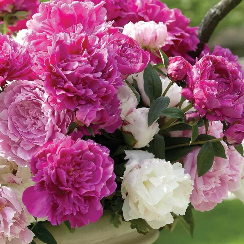 🌺Prekrasne miješane sjemenke božura-HR