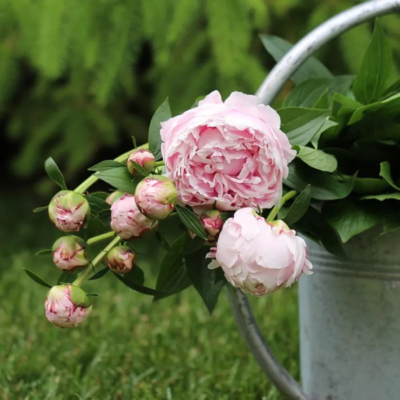 🌺Prekrasne miješane sjemenke božura-HR