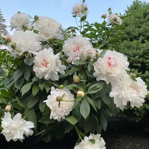 🌺Prekrasne miješane sjemenke božura-HR