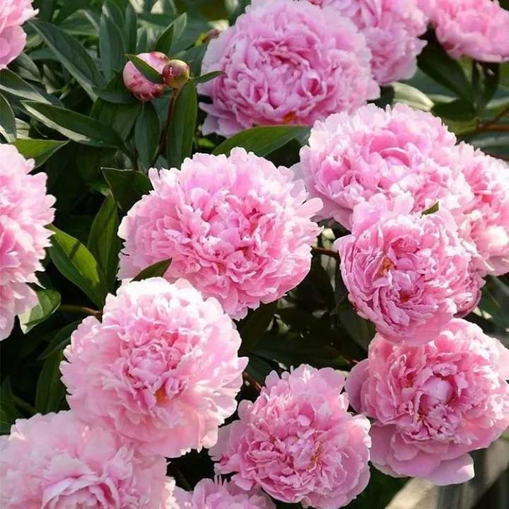 🌺Prekrasne miješane sjemenke božura-HR