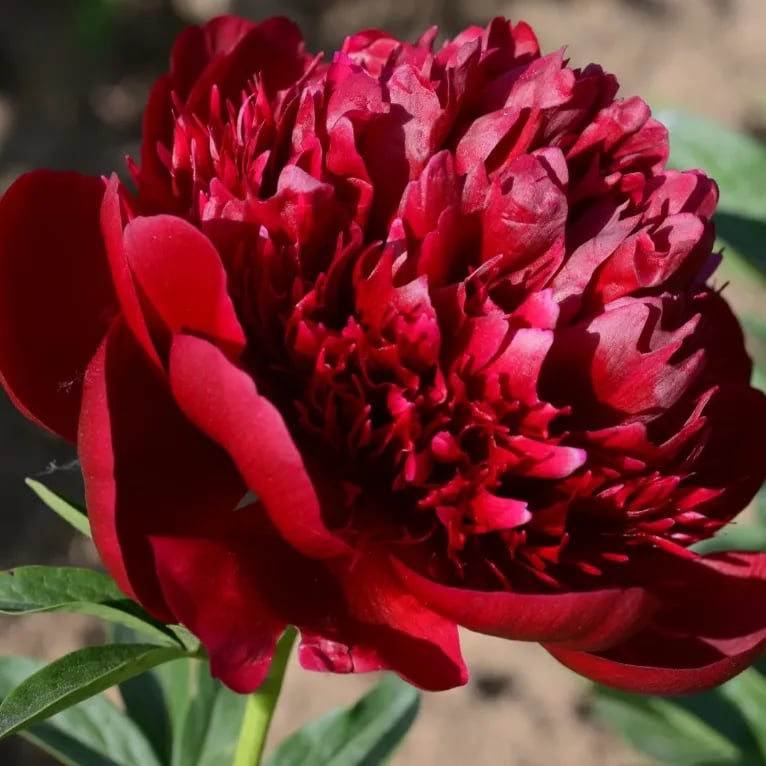 🌺Prekrasne miješane sjemenke božura-HR