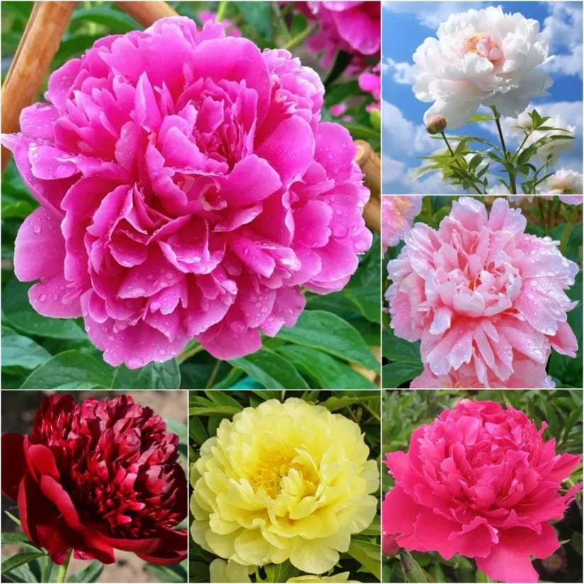 🌺Prekrasne miješane sjemenke božura-HR