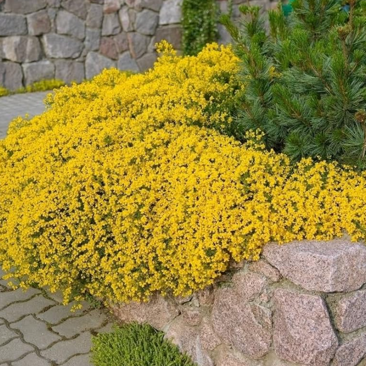 Sjeme puzavog timijana, lako se sadi i uzgaja, trajnice, cvijeće bez GMO-a, vrhunsko sjeme-HR