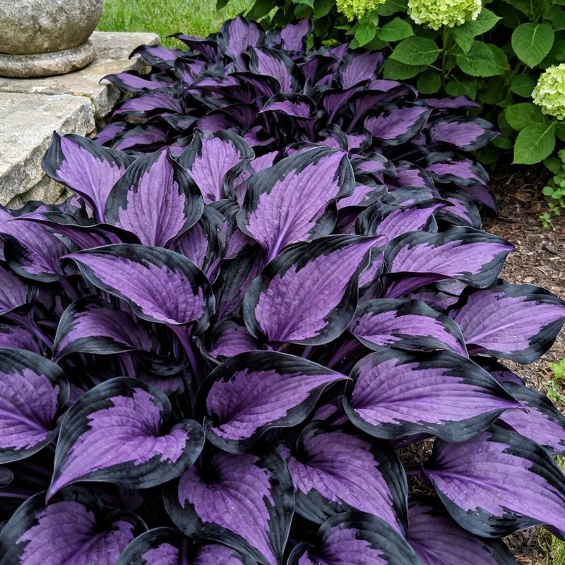 💥2025 m. karštas išpardavimas 🌌Vidurnakčio purpurinės širdies hosta sėklos – pavėsį mėgstantis daugiametis augalas sodui-LT