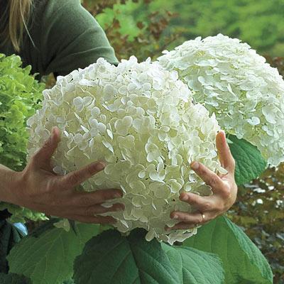 Semillas de hortensia: descubre la belleza de la naturaleza-ES
