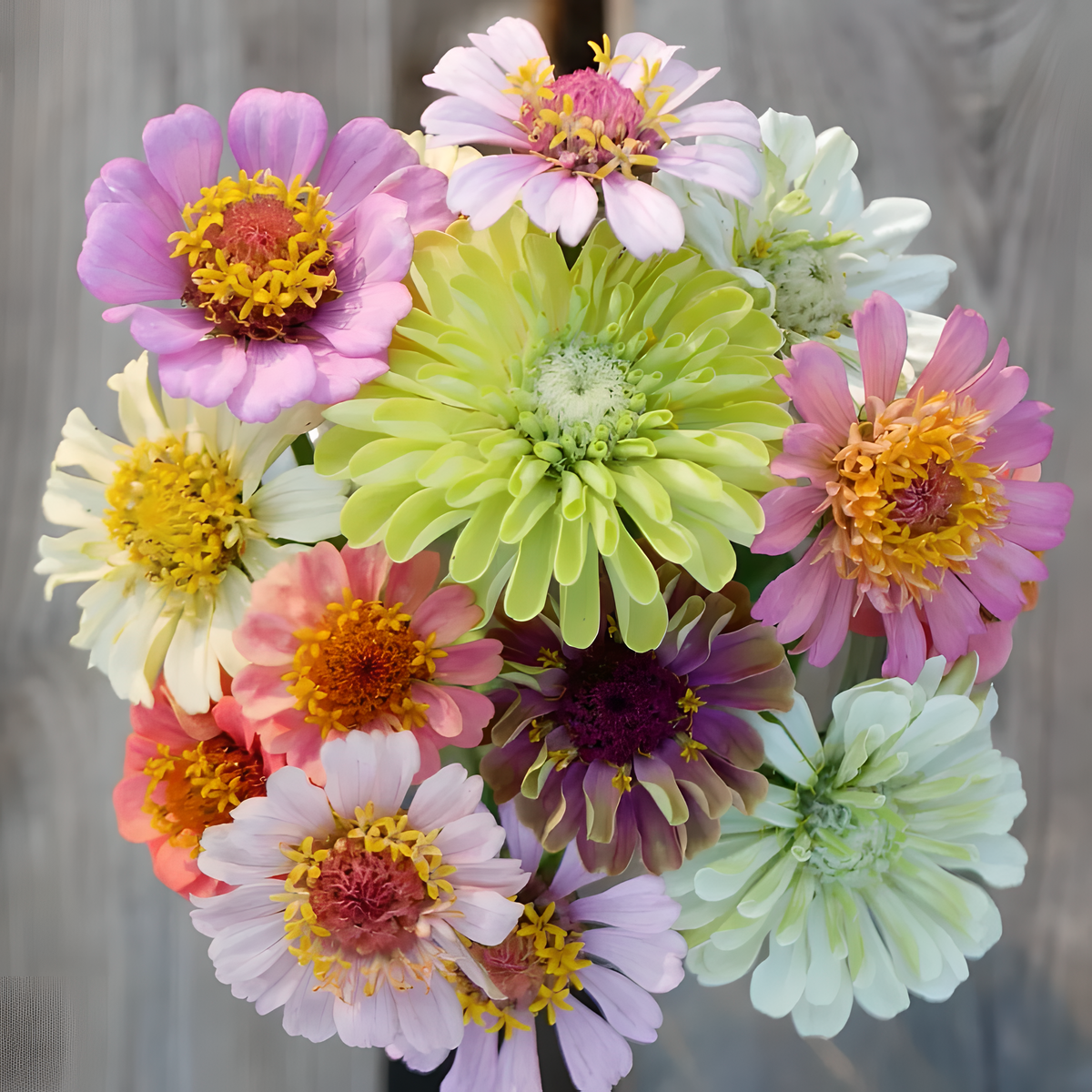 🌺 Semillas de zinnia doble en colores surtidos-ES