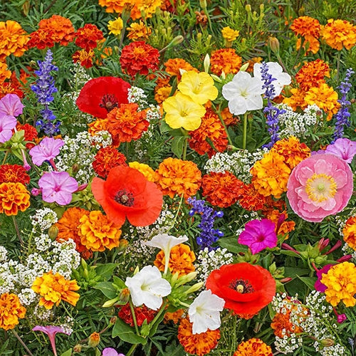 🔥💝Una selección de 40 semillas de plantas perennes de alta calidad, adecuadas para la siembra de otoño.-ES
