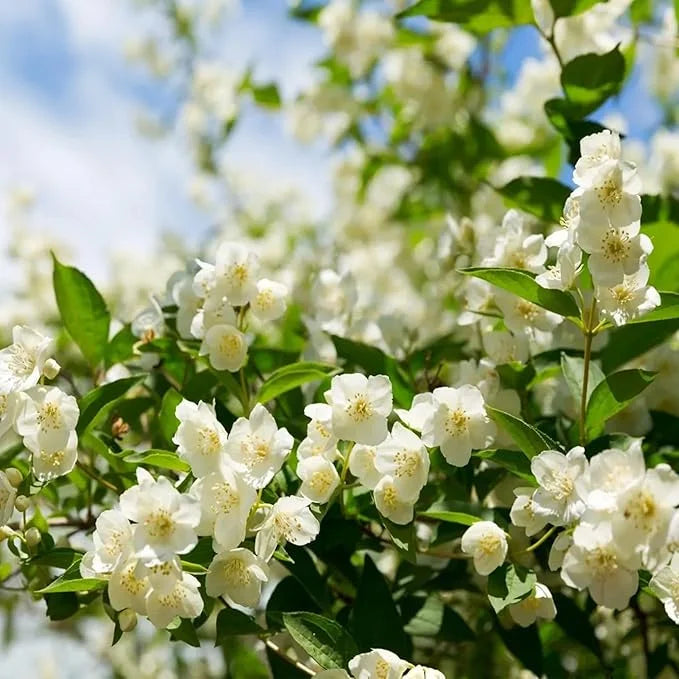 ÚLTIMO DÍA Promoción 35% DE DESCUENTO 🌸 Planta de jazmín en maceta (🌱Supervivencia garantizada: reemplazos gratuitos🌿)-ES