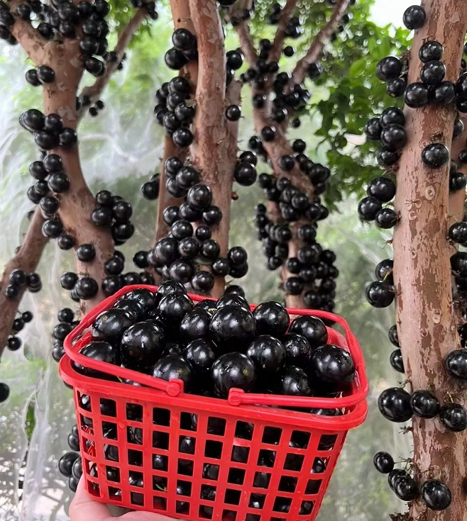 Σπόροι σταφυλιού Jabuticaba-GR