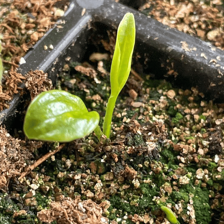 🌿 Redke čebulice hoste🎁 Posebna ponudba 2025-SI