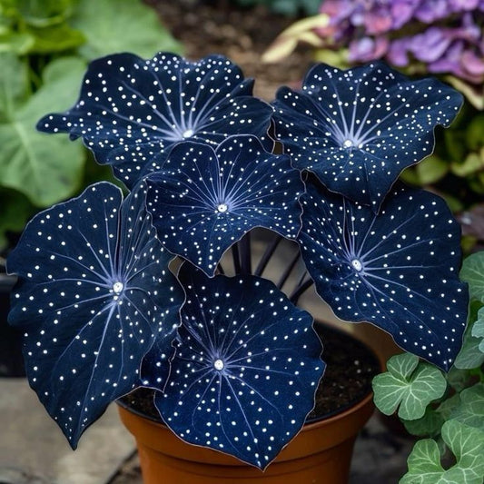 🌟Nočno modra hosta – čudovit dodatek vašemu domu! 🌟-SI