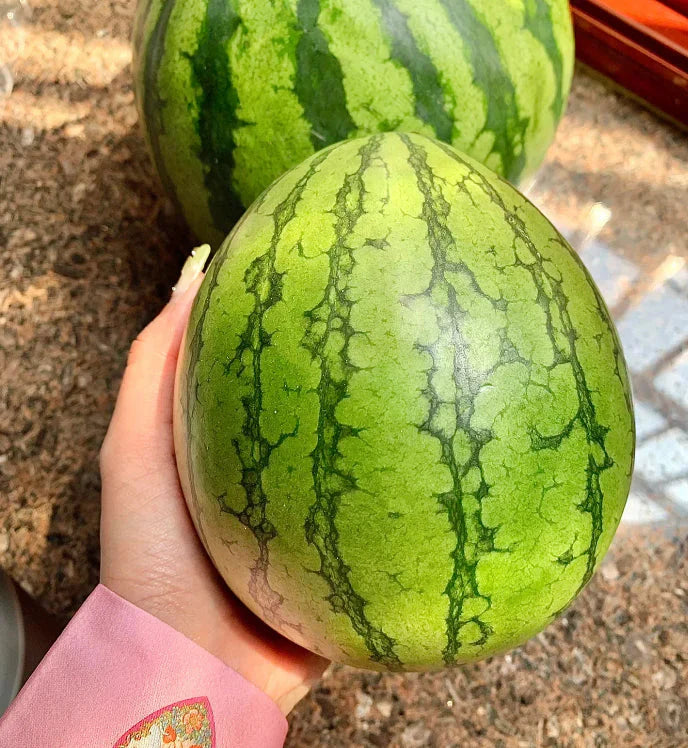 🍉Κόκκινο Νεφρίτη της Πρώιμης Άνοιξης – ένα γλυκό καρπούζι που θα ενθουσιάσει όλη την οικογένεια-GR