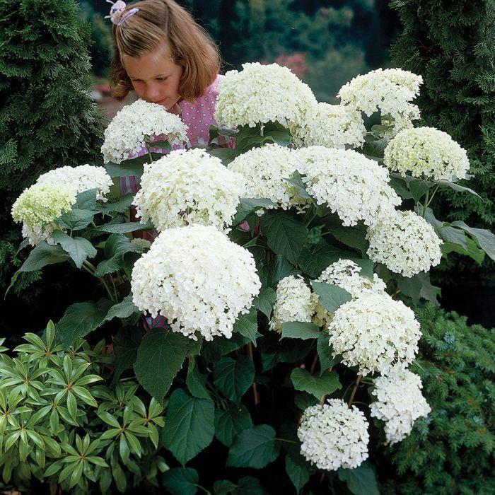 Semillas de hortensia: descubre la belleza de la naturaleza-ES