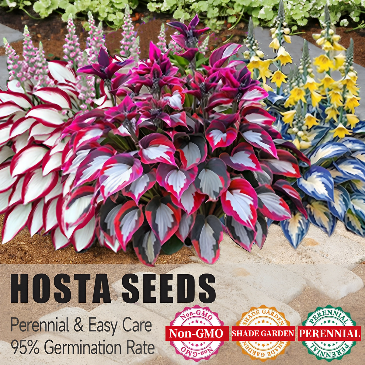 🔥Último día de venta🔥Semillas de hosta premium raras🌿Planta tolerante a la sombra-ES