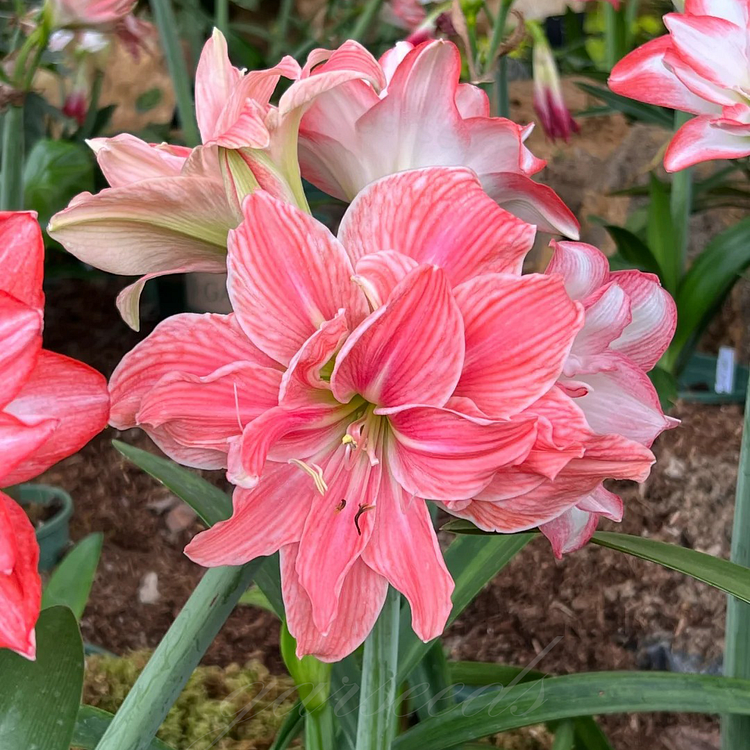 Dvigubai žydinčių amarilių svogūnėliai🌼-LT