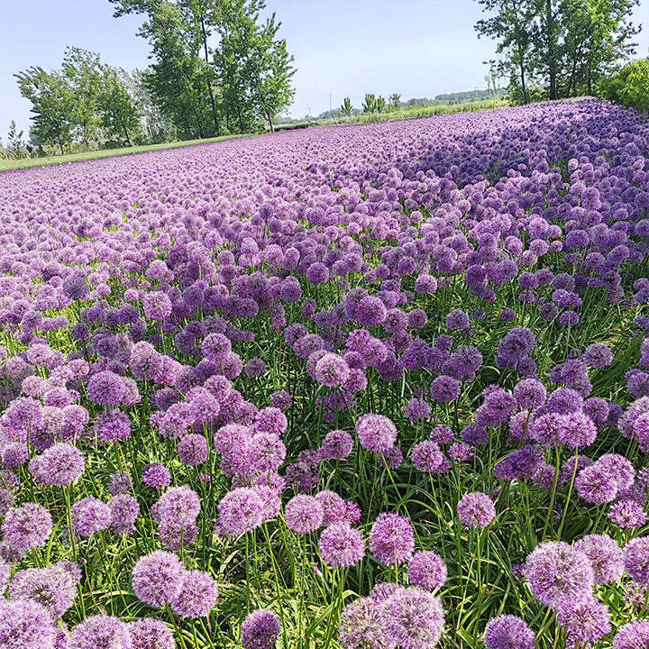 Allium Giganteum dekoratyvinis svogūnų žiedas-LT