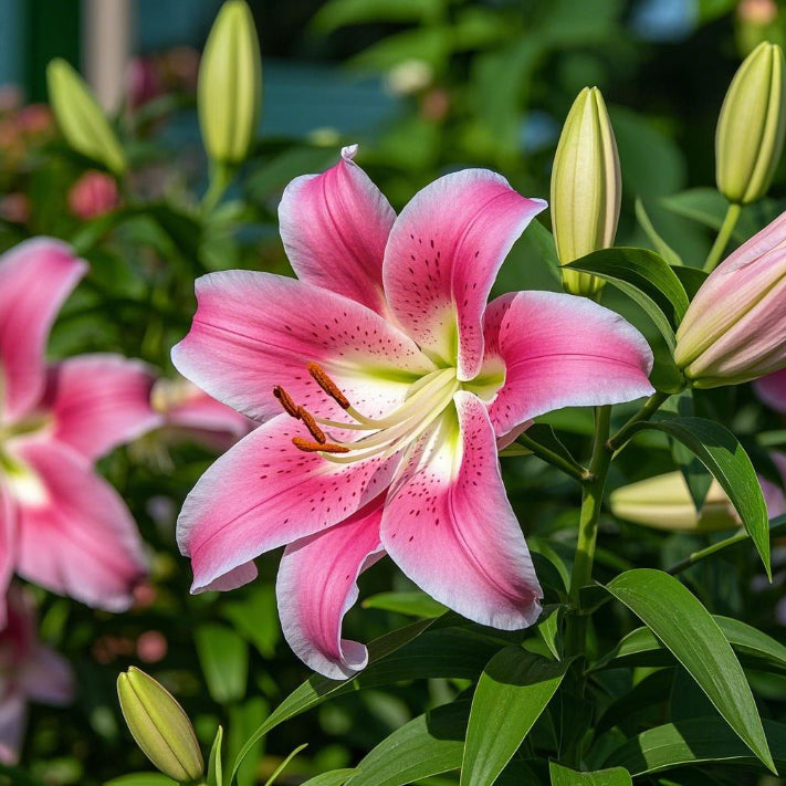 🌺Redke čebulice lilij – sveže in sladke-SI