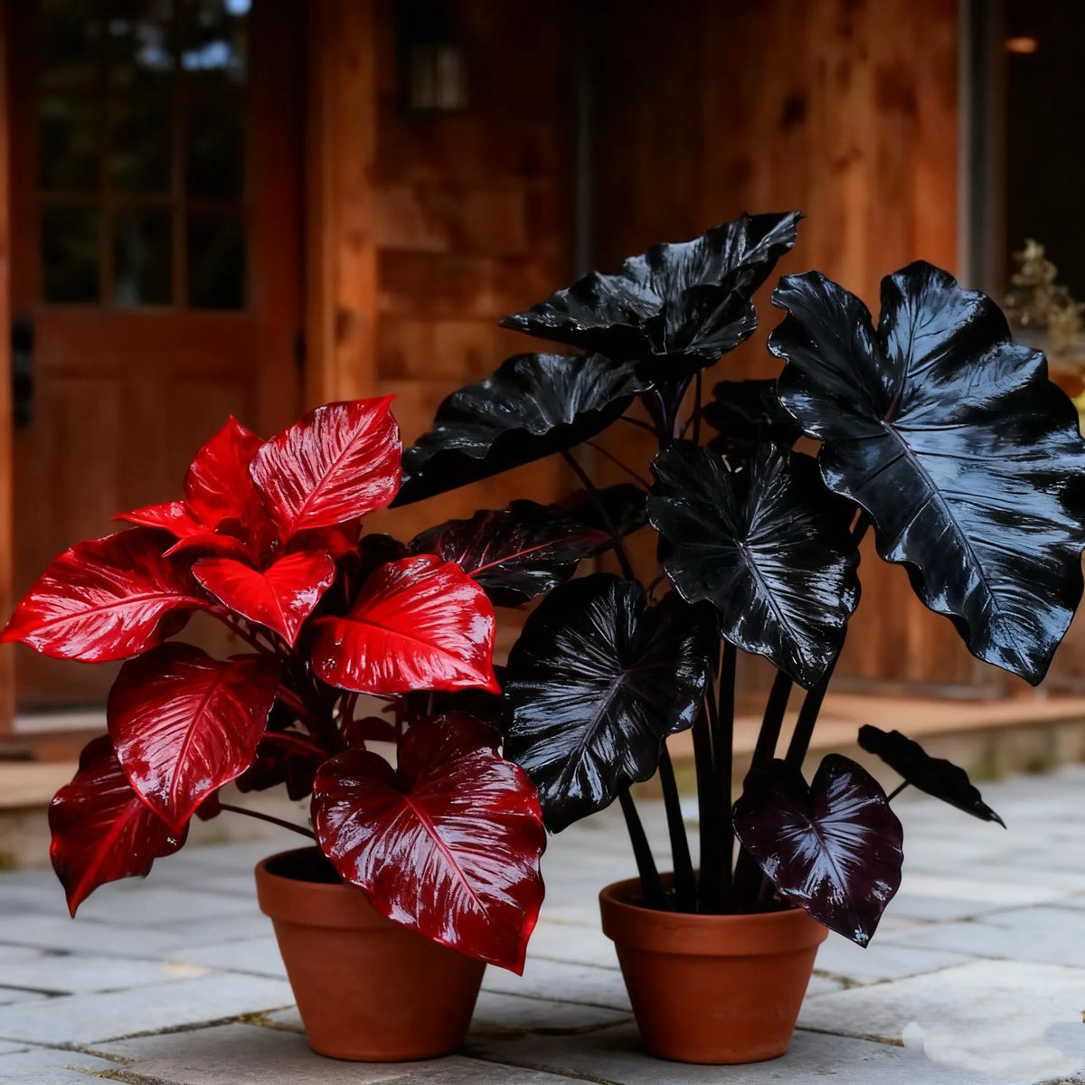 🌼 Semillas mixtas de hosta: Un toque de color para cada estación.-ES