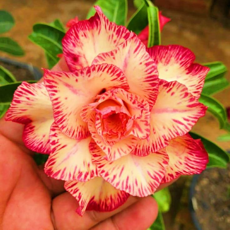 🔥Vzgojite puščavsko kraljico – zdaj po znižani ceni!🎁 😍Rada cveti, dolgo cveti 🌵 Puščavska vrtnica-SI
