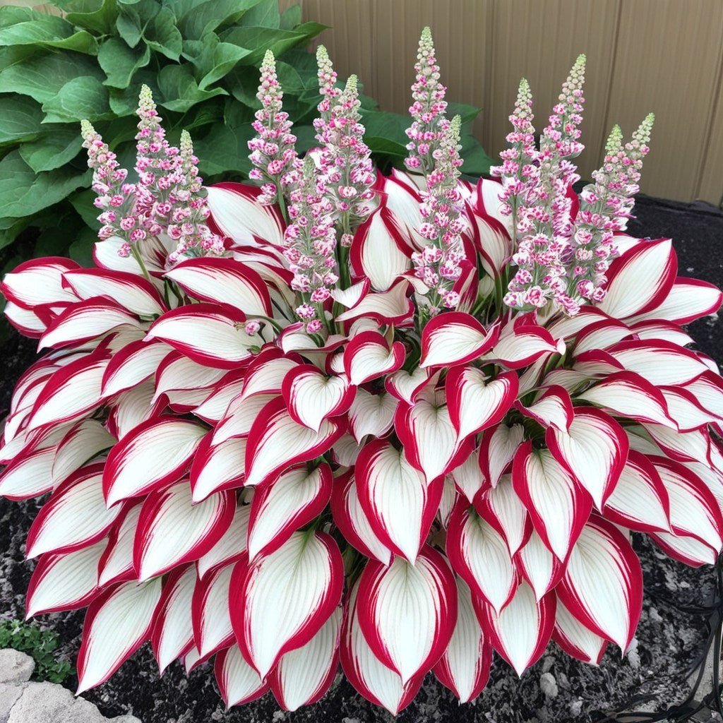 🔥Último día de venta🔥Semillas de hosta premium raras🌿Planta tolerante a la sombra-ES