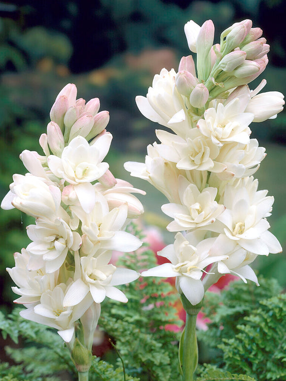 Dviguba tuberoza 🌸 - Didelis svogūninis žiedas-LT