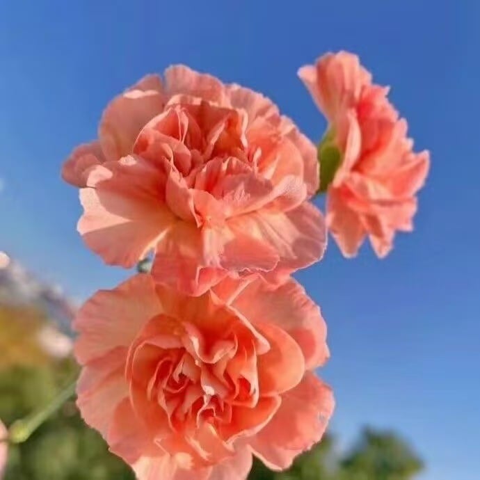 Kvapnus sodo žavesys – auginkite klasikinius gvazdikus, kurie daro įspūdį kiekvieną sezoną🌺-LT