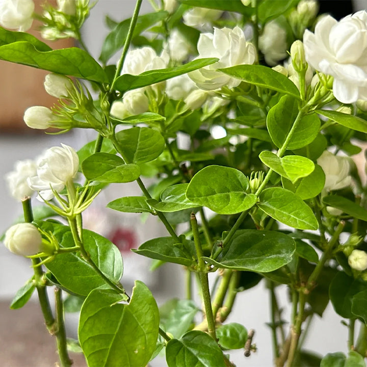 ÚLTIMO DÍA Promoción 35% DE DESCUENTO 🌸 Planta de jazmín en maceta (🌱Supervivencia garantizada: reemplazos gratuitos🌿)-ES