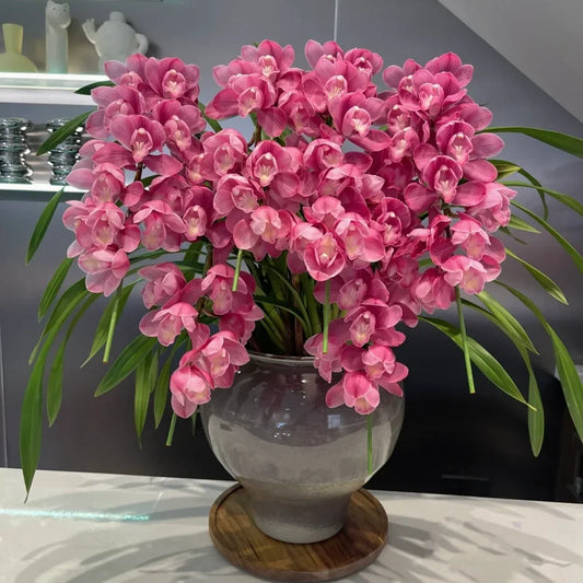 👑 Reina de las Orquídeas – Bulbos de Cymbidium de larga duración-ES