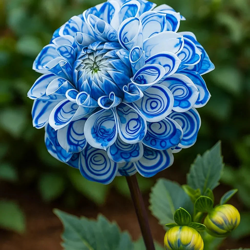 🌸Dalias dobles raras: flores únicas que nunca se encuentran en jardines comunes-ES