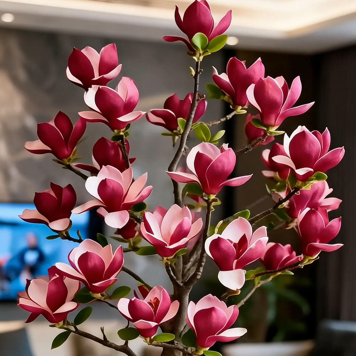 Βολβοί Magnolia liliiflora (μωβ ορχιδέες) 🌸 Τα λουλούδια κρύβουν τα φύλλα, το άρωμα γεμίζει τον αέρα-GR