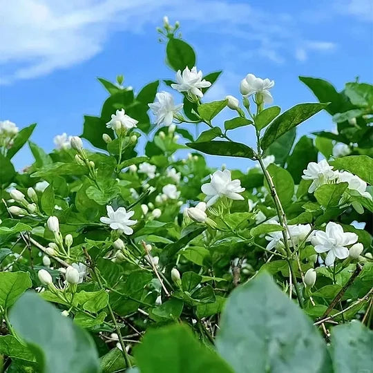 PASKUTINĖ AKCIJOS DIENA - 49% NUOLAIDA 🌸Nuostabus vazoninis jazminų augalas (galima sodinti žiemą)🌸-LT