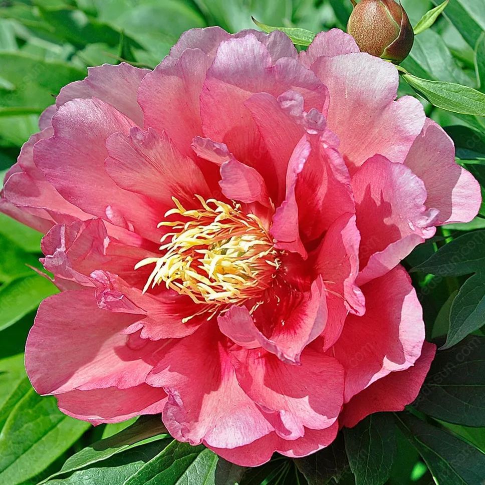 🌸 Vzpenjajoča se potonika, trajnica, odporna proti zmrzali, za notranjo in zunanjo lepoto-SI