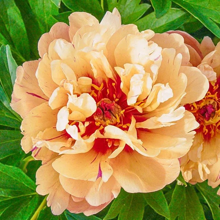 🌸 Vzpenjajoča se potonika, trajnica, odporna proti zmrzali, za notranjo in zunanjo lepoto-SI