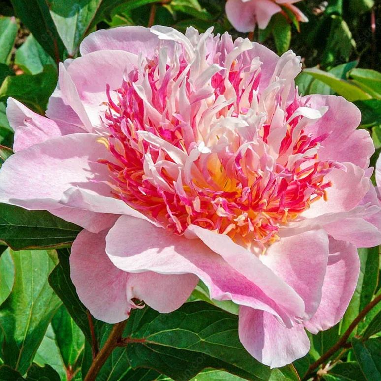🌸 Vzpenjajoča se potonika, trajnica, odporna proti zmrzali, za notranjo in zunanjo lepoto-SI