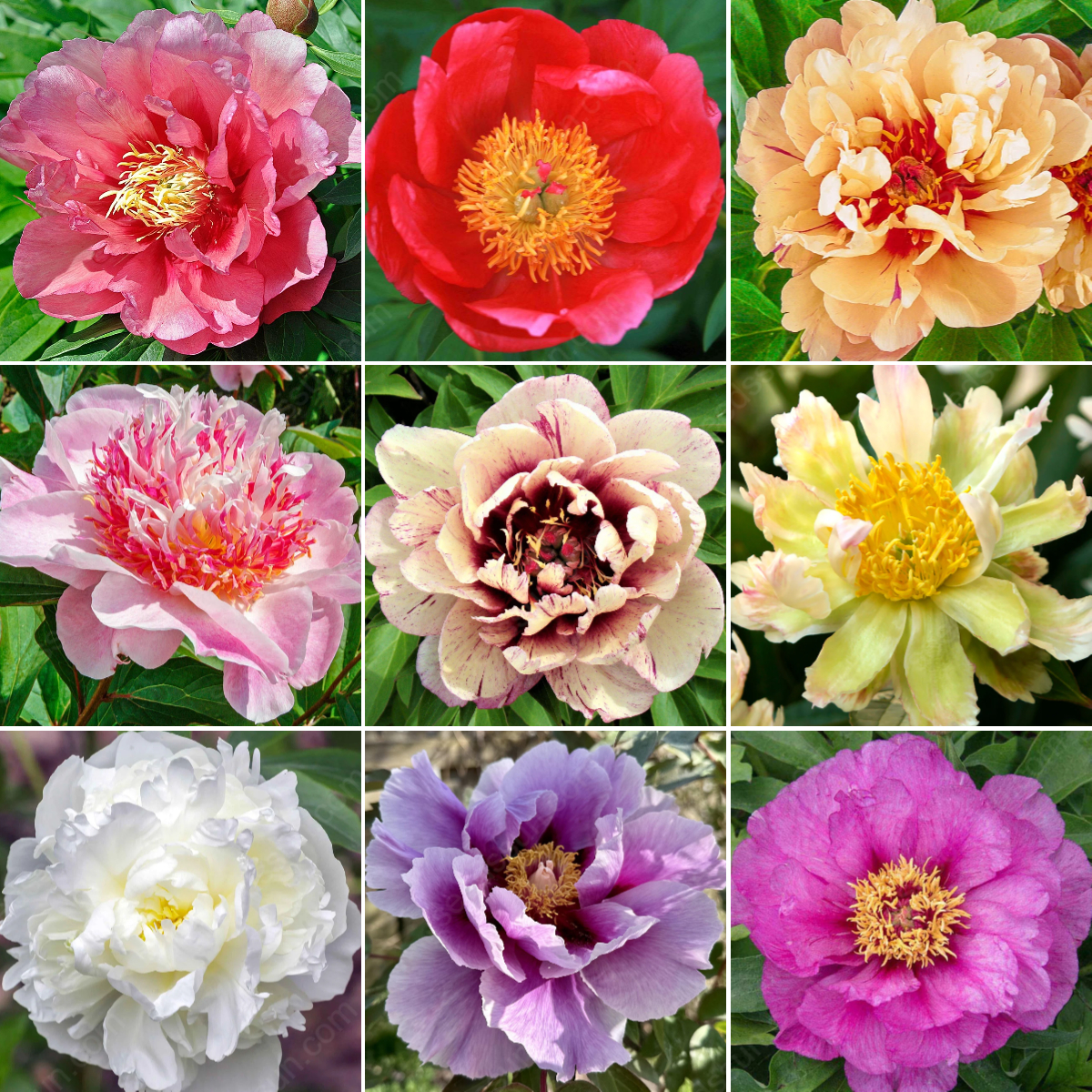 🌸 Vzpenjajoča se potonika, trajnica, odporna proti zmrzali, za notranjo in zunanjo lepoto-SI