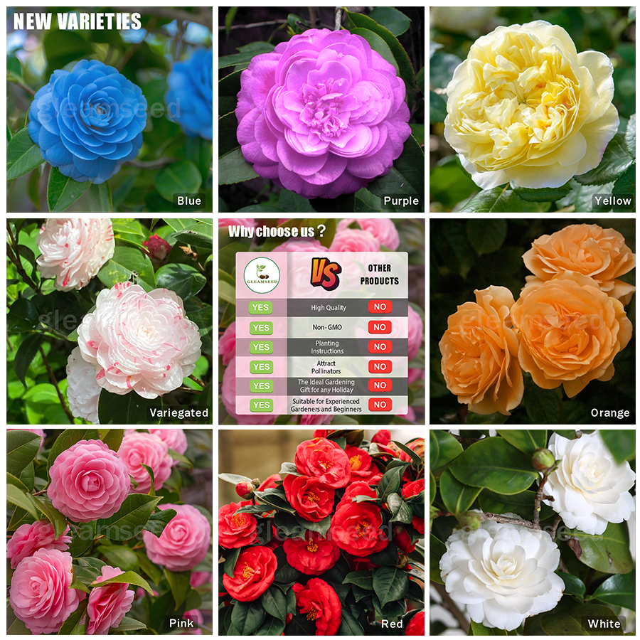 ✨Semillas de flores de camelia: 8 colores románticos, la belleza de la floración invernal-ES