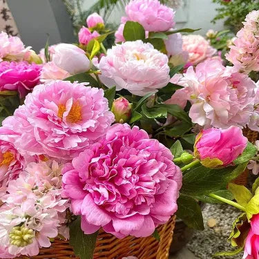 🌺Prekrasne miješane sjemenke božura-HR