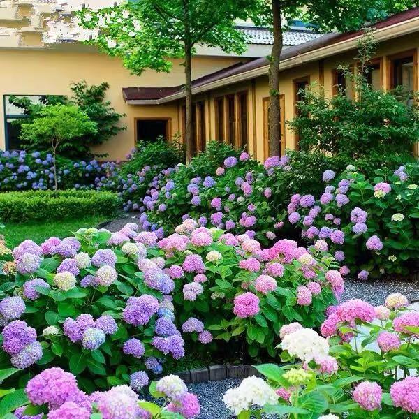 Semillas de hortensia: descubre la belleza de la naturaleza-ES