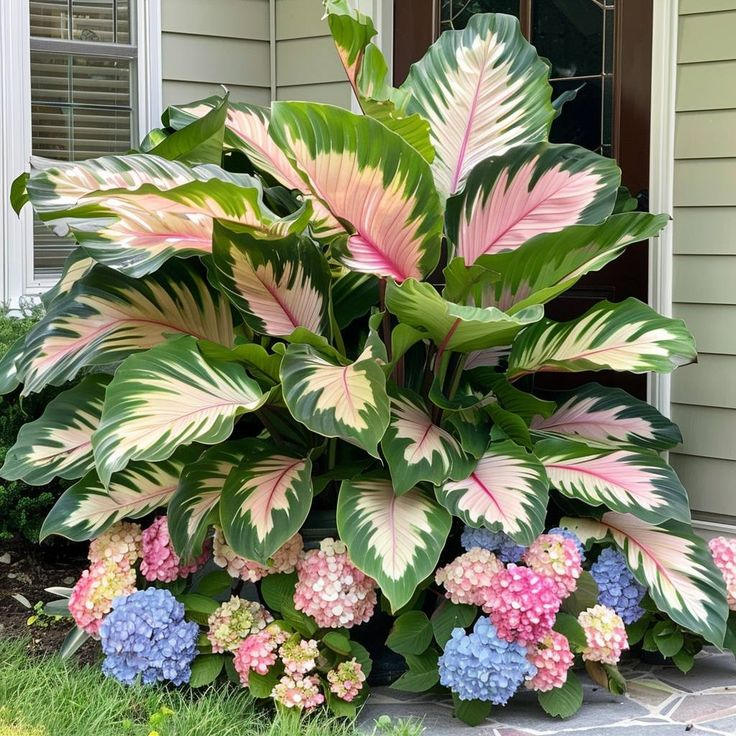 Bulbos de Alocasia Zafiro del Norte - Gigantes🍃 Transforma tu espacio con majestuosidad tropical-ES
