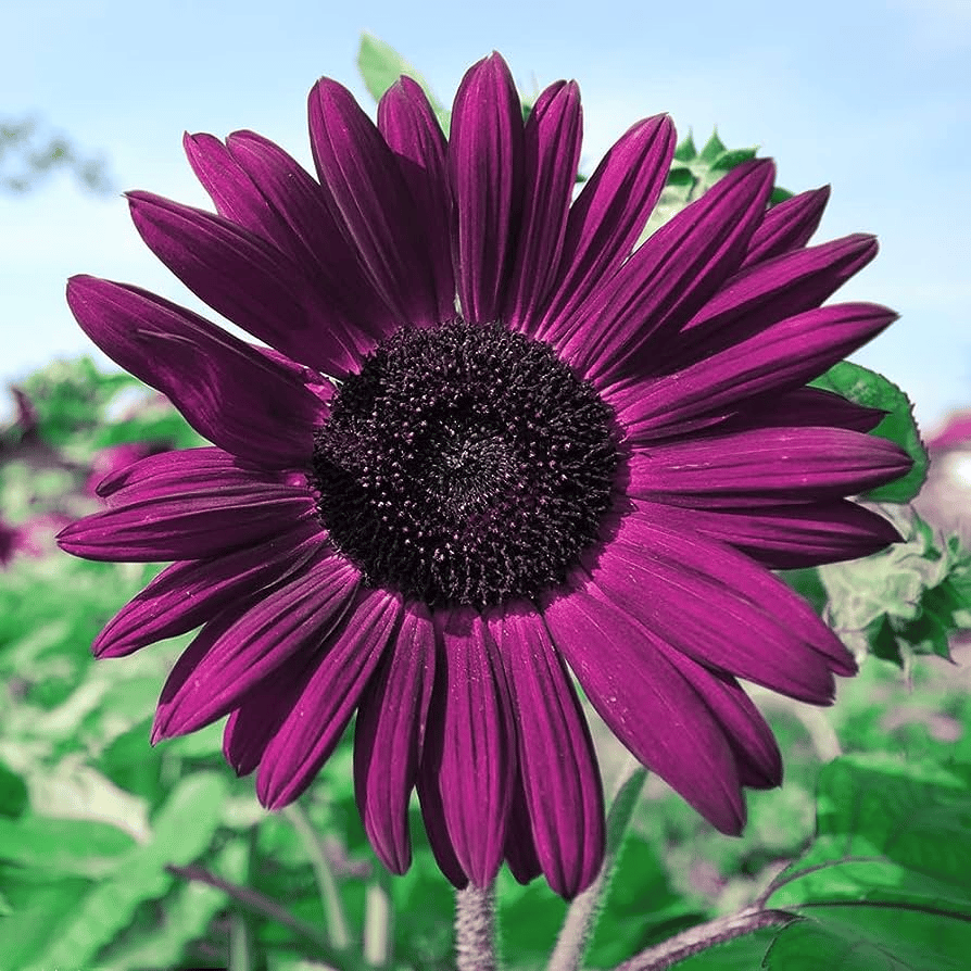 Zadnjih 8.000 semen 💜 Velikanska sončnična semena Midnight Sun 🌻 Redka sorta, ki zraste več kot 2,4 m-SI