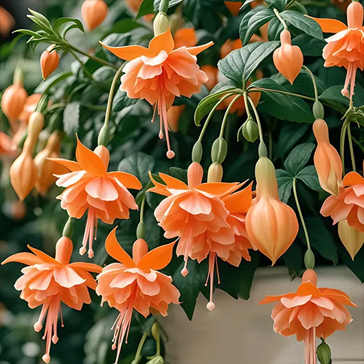 🌺Fuksijos sėklos - Žibinto žiedas-LT
