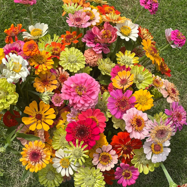 🌺 Semillas de zinnia doble en colores surtidos-ES