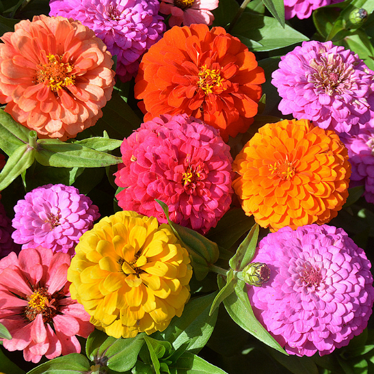 🌺 Semillas de zinnia doble en colores surtidos-ES